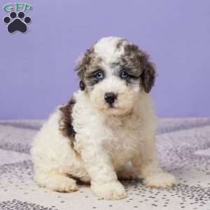 Rubble, Miniature Poodle Puppy